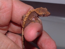 baby crested gecko