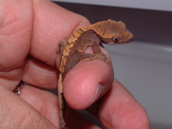 baby crested gecko