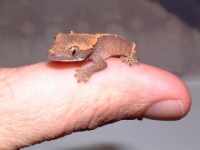 crested gecko hatchling
