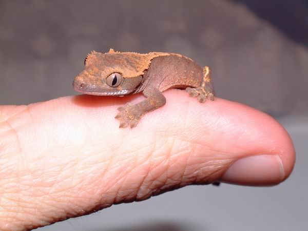 crested gecko hatchling