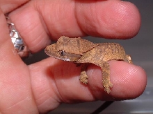 hatchling crested gecko 2