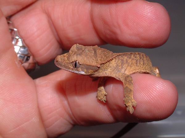 hatchling crested gecko 2