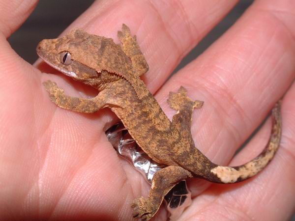 baby crested gecko 2