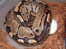 Female Ball on Eggs