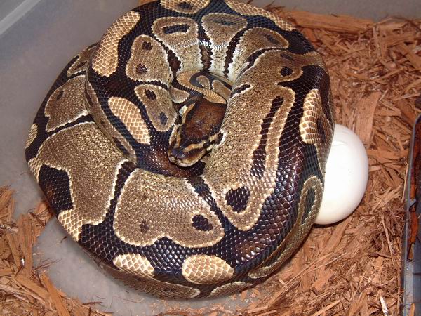 Female Ball on Eggs