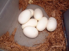 Ball Python Eggs