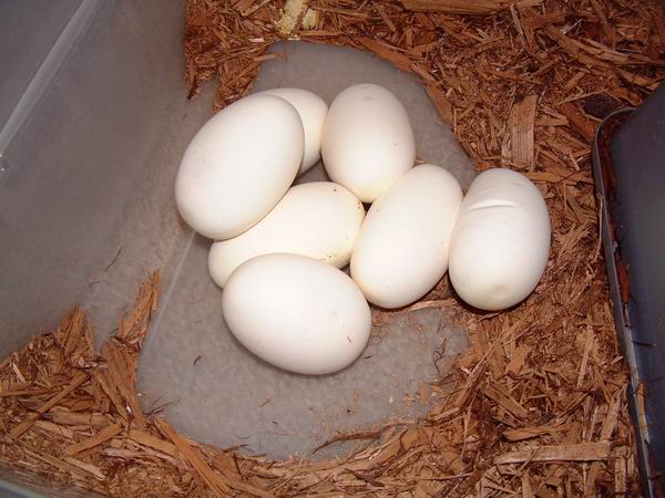 Ball Python Eggs