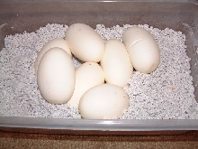 Ball Python Eggs in Box
