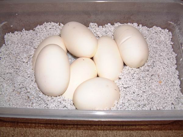 Ball Python Eggs in Box
