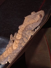 Male Crested Gecko
