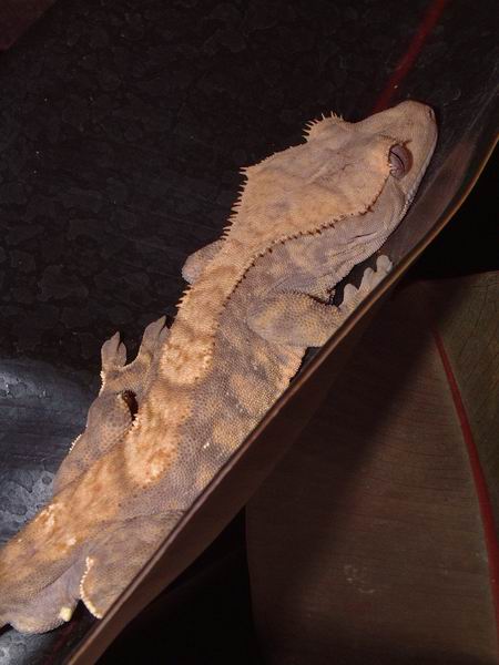 Male Crested Gecko