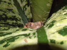 Female Crested Gecko hiding