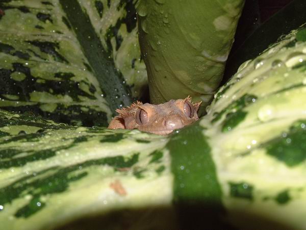 Female Crested Gecko hiding