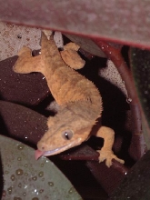 crested gecko drinking