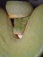 Jayapura Chondro