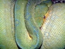 Jayapura Chondro