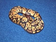 Hatchling Pastel Ball Python
