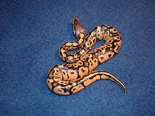 Hatchling Pastel Ball Python