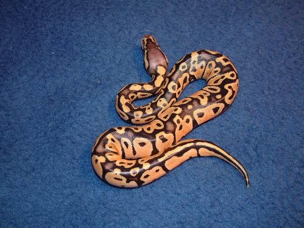 Hatchling Pastel Ball Python