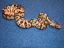 Hatchling Pastel Ball Python