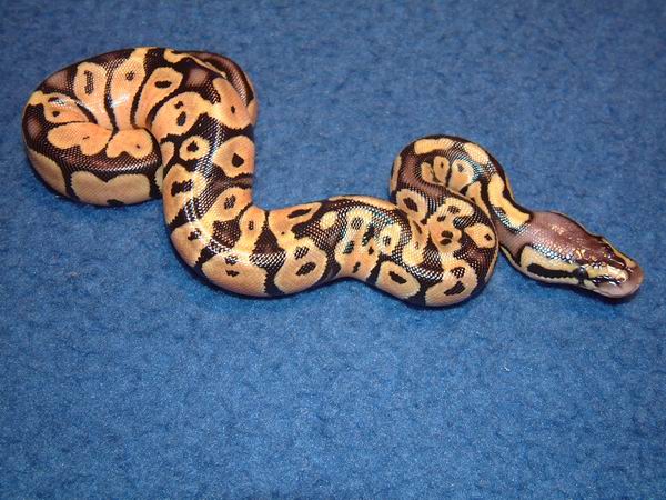Hatchling Pastel Ball Python