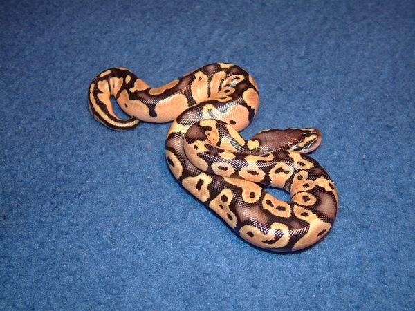 Hatchling Pastel Ball Python