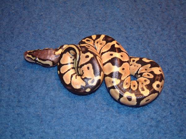 Hatchling Pastel Ball Python