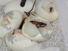 Pipping Pastel Ball Pythons