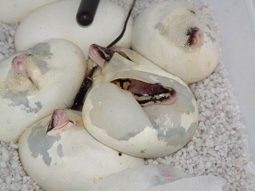 Pipping Pastel Ball Pythons