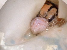 Pipping Pastel Ball Pythons