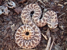 male western hognose