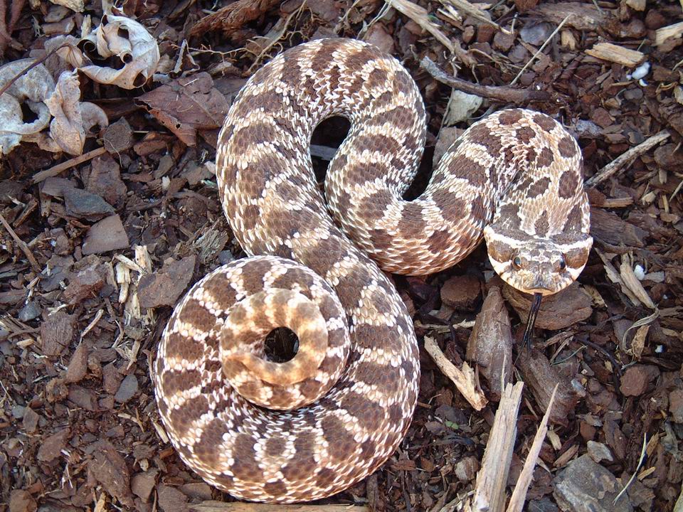 male western hognose