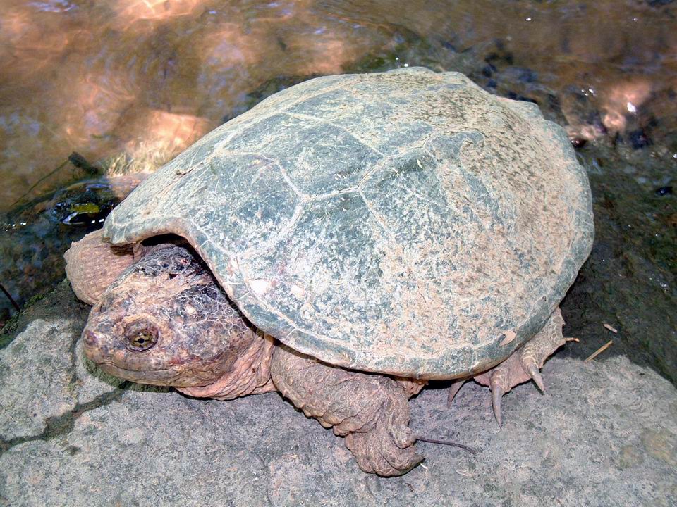 snapping turtle