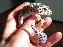 Male Leopard Gecko