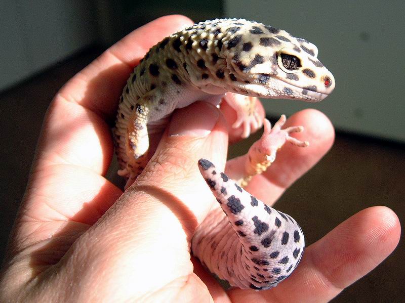 Male Leopard Gecko