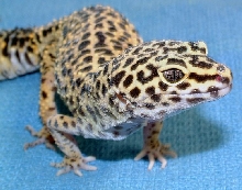 Female Leopard Gecko