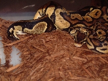 pastel & normal ball copulating