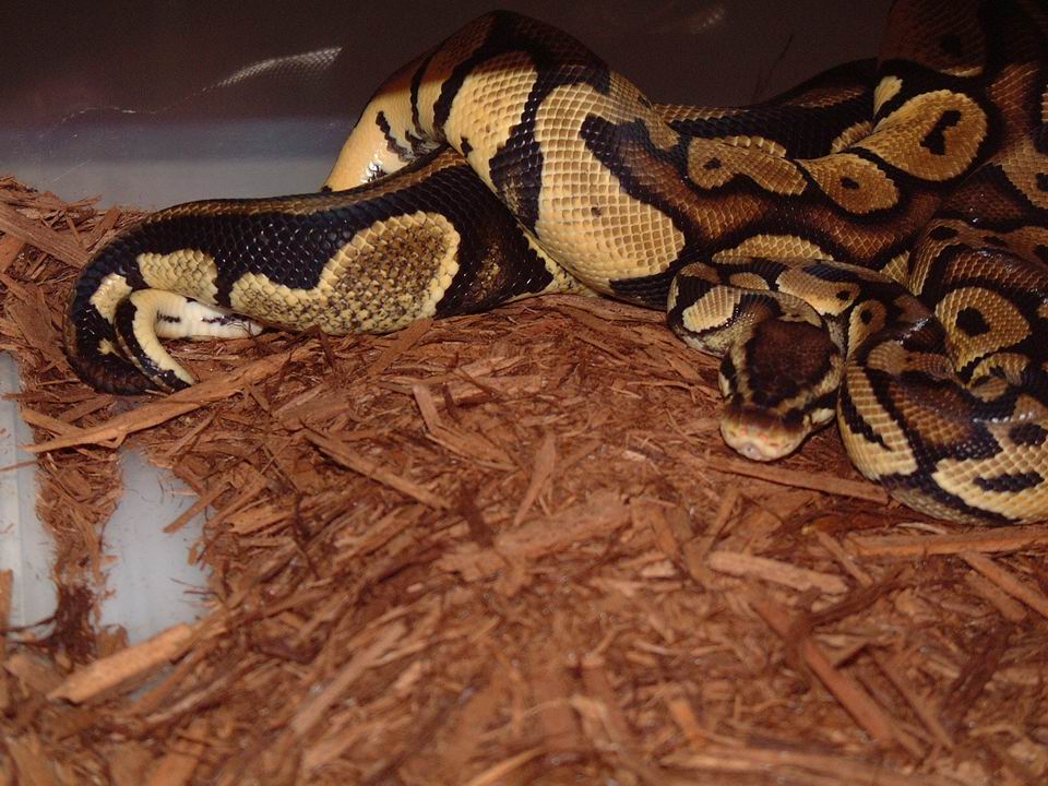 pastel & normal ball copulating