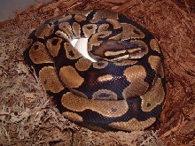 female ball python with eggs