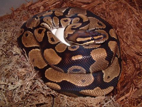 female ball python with eggs