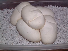 ball python eggs