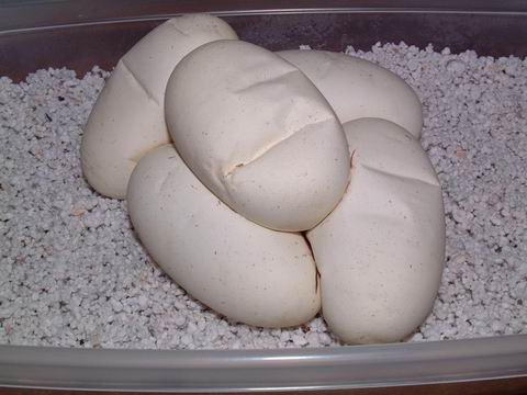 ball python eggs