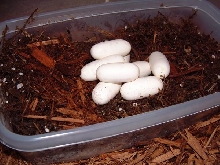leucistic Texas ratsnake eggs