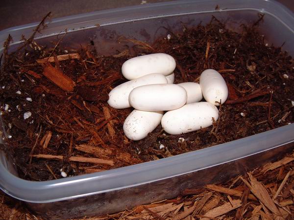 leucistic Texas ratsnake eggs