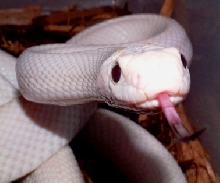 Leucistic Texas Ratsnake