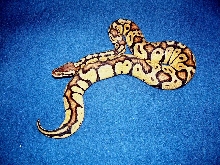 Graziani Pastel