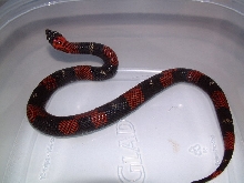 female tricolor hognose
