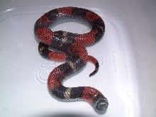male tricolor hognose