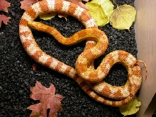 amel male corn
