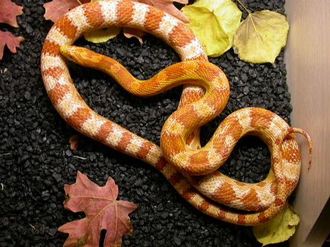 amel male corn